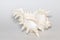 Image of chicoreus ramosus seashell on a white background. Sea shells. Undersea Animals
