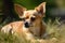 Image of chihuahua dog resting on green pasture grass on summer. Pet. Animals. Illustration. Generative AI