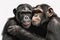 Image of chimpanzee showing love to each other. Wildlife Animals. Illustration, generative AI