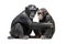 Image of chimpanzee showing love to each other. Wildlife Animals. Illustration, generative AI