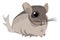 Image of chinchilla, vector or color illustration