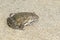 Image of Chinese edible frog, East Asian bullfrog, Taiwanese frog Hoplobatrachus rugulosus on the floor. Amphibian. Animal