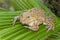 Image of Chinese edible frog, East Asian bullfrog, Taiwanese frog Hoplobatrachus rugulosus on the green leaves. Amphibian