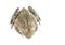 Image of Chinese edible frog, East Asian bullfrog, Taiwanese frog Hoplobatrachus rugulosus isolated on a white background.