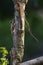 Image of Chipmunk small striped rodent on tree. Animals.