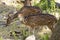 Image of a chital or spotted deer on nature background.