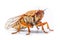 Image of a cicada on white background. Insect. Wildlife Animals. Illustration, Generative AI