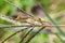Image of Cletus rusticus BugHemiptera Mating.