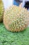 image of close up of durian thailand