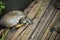 Image close up of graceful thai turtles climb up to the raft wood