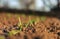 Image - Close up photo of young and small onions in rows. Onion plants growing in the clay soil in springtime on sunset. Onion is