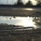 Image of close up of rain puddle with mud surround