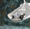 Image of close up of stingray fish with detail swimming underwater