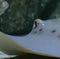 Image of close up of stingray fish with detail swimming underwater