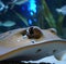 Image of close up of stingray fish with detail swimming underwater