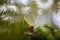 Image of a cluster of mushrooms growing in a green grassy field