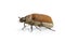 Image of cockchafer Melolontha melolontha isolated on white background. Insect. Animals