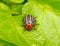 Image of Colorado beetle on potato leaf