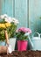 Image of colorful chrysanthemums in pots, watering cans near wooden fence