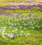 Image of a colorful field of crocuses during spring on a sunny day with blur in the back and foreground