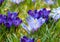 Image of a colorful field of crocuses during spring on a sunny day with blur in the back and foreground