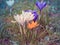 Image of a colorful field of crocuses during spring on a sunny day with blur in the back and foreground