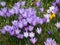 Image of a colorful field of crocuses during spring on a sunny day with blur in the back and foreground