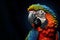 Image of colorful macaw parrot. Birds. Wildlife Animals