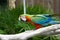 An image of a colorful parrot