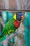 An image of a colorful parrot