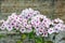 Image of colorful Phlox paniculata in the garden