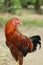 Image of colorful rooster.