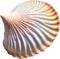 an image of a colorful seashell. Ai-Generated