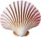 an image of a colorful seashell. Ai-Generated