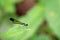 Image of Common Blue Jewel Dragonfly Helioeypha biforata.