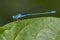 Image of Common Bluet Enallagma cyathigerum.