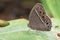 Image of Common Bushbrown Butterfly.