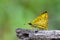 Image of common dartlet butterfly Oriens gola Moore,1877