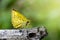 Image of common dartlet butterfly & x28;Oriens gola Moore,1877& x29;