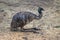 Image of common emu Dromaius novaehollandiae on nature background. Birds. Animals