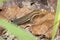 Image of a common garden skink & x28;Scincidae& x29;.