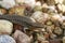 Image of a common garden skink Scincidae on the rock. Reptile.