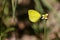 Image of Common Grass Yellow Butterfly