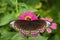 Image of common indian crowEuploea core layardi is sucking nectar from flowers on a natural background. Insects. Animals