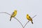 Image of Common Iora  bird on a branch on nature background. Animal. Bird
