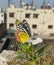 Image of Common Jezebel butterfly sucking nectur from periwinkle flower.