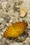Image of The Common Leopard Butterfly Phalanta phalantha