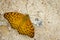 Image of The Common Leopard Butterfly Phalanta phalantha