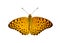 Image of Common Leopard Butterfly Phalanta phalantha isolated on white background. Insect. Animals