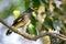 Image of common mynah bird on the branch on nature background.